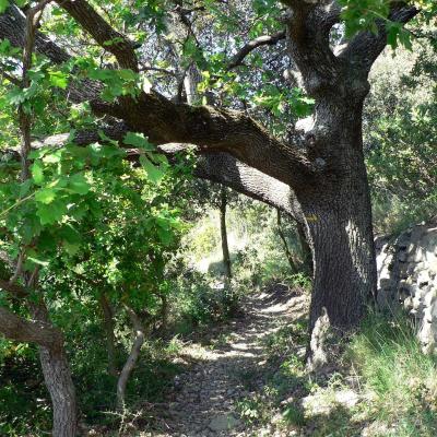 Occitanie Rando Randonnee Herault Pic Vissou 66