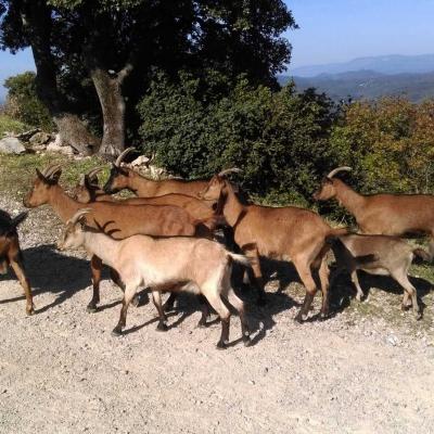 Occitanie Rando Randonnee Herault Pic Vissou 69