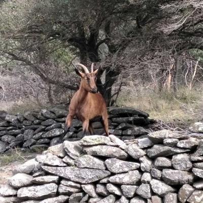 Occitanie Rando Randonnee Herault Vailhes Lac Salagou Pradines 12