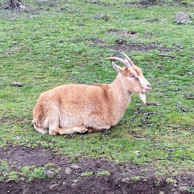 Occitanie Rando Randonnee Herault Vailhes Lac Salagou Pradines 29